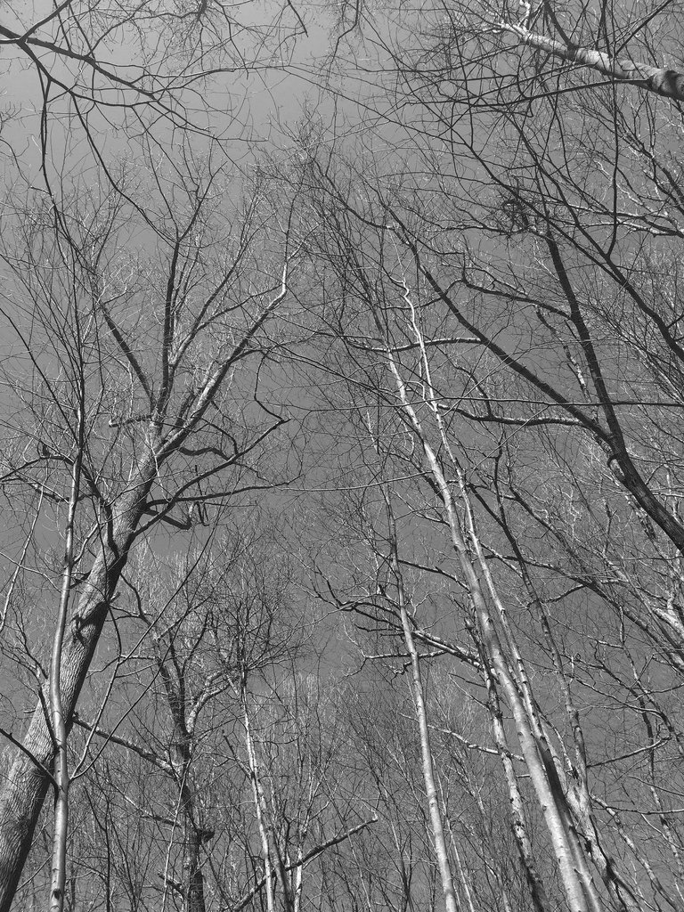 SUNLIT TREES FRONT BW.JPG