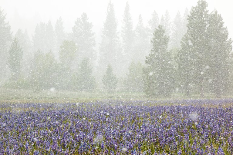 Snowy Sagehen Meadows 2.jpg