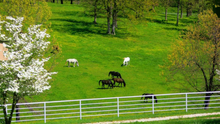 180519_pudgies-horse-farm-04_800x450.png