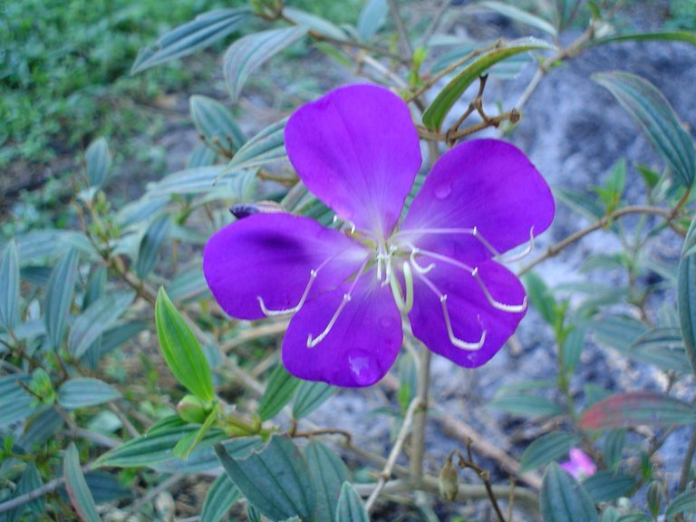 Mexican Petunia 001.JPG