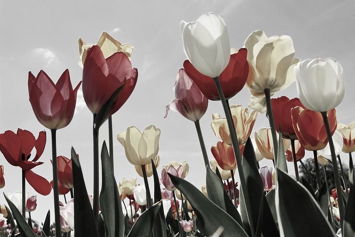 tulips-2219201__480.jpg