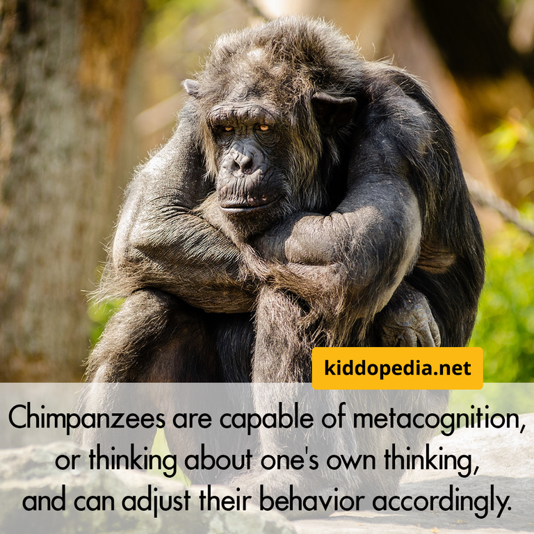 22 chimpanzee.png