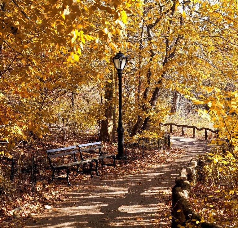 PB210226-autumn-central-park.jpg