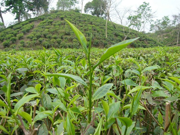 Two_Leaf_and_a_Bud_Tea_Garden_Srimongol_Sylhet_Bangladesh.JPG