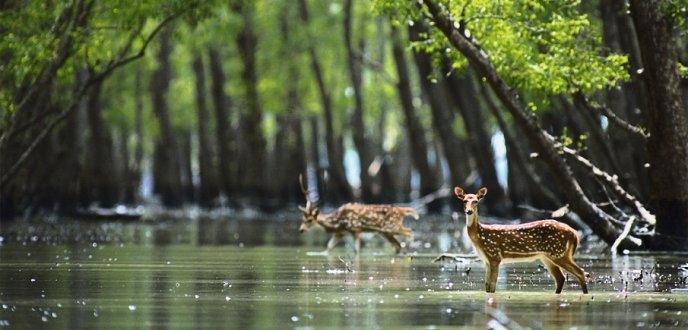 sundarban_from_jalpaiguri.jpg