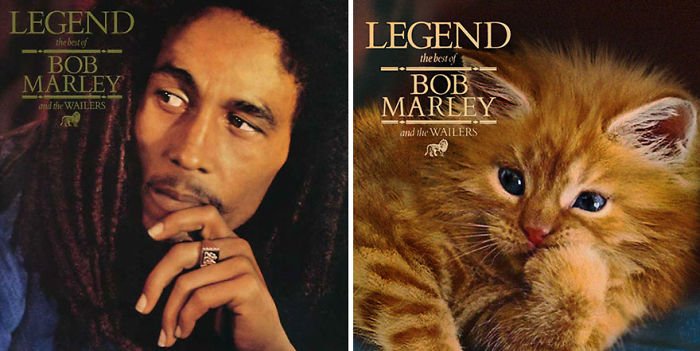 This-guy-created-very-cute-covers-of-the-music-world-replacing-singers-with-cats-5a2e54fbc8985__700.jpg