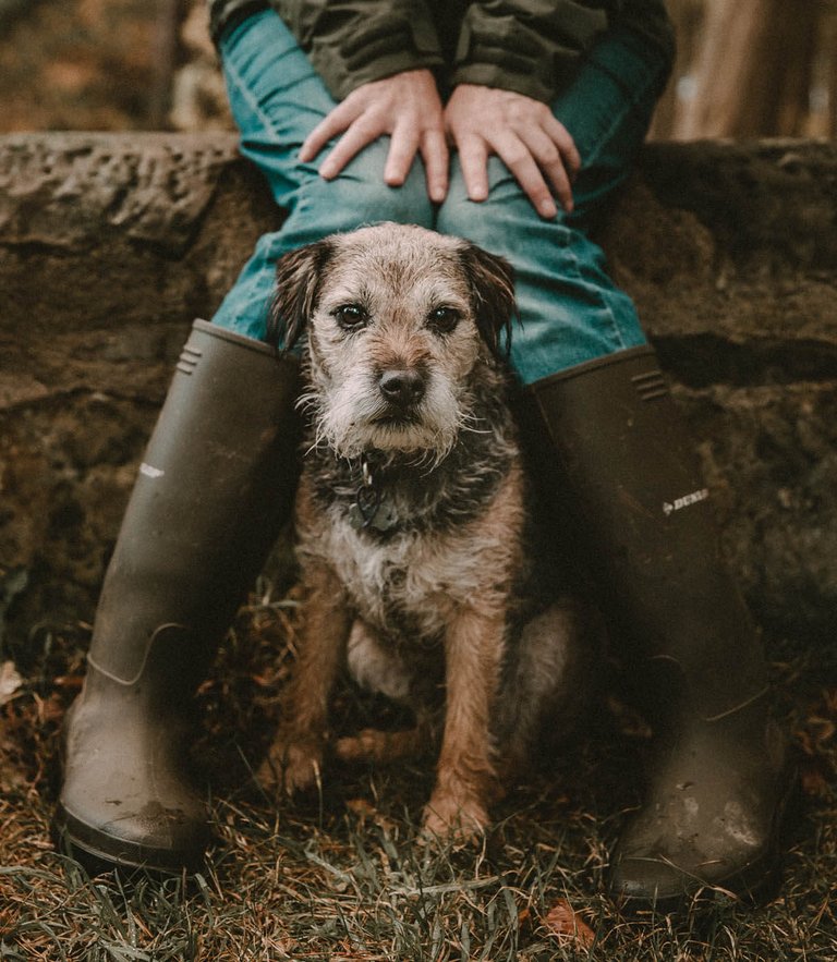 Location-Dog-Photography-Falkirk.jpg