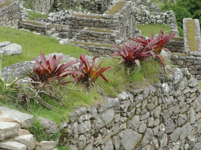 Machu Picchu21.JPG