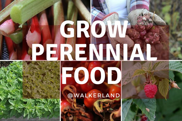 perennial foods.jpg
