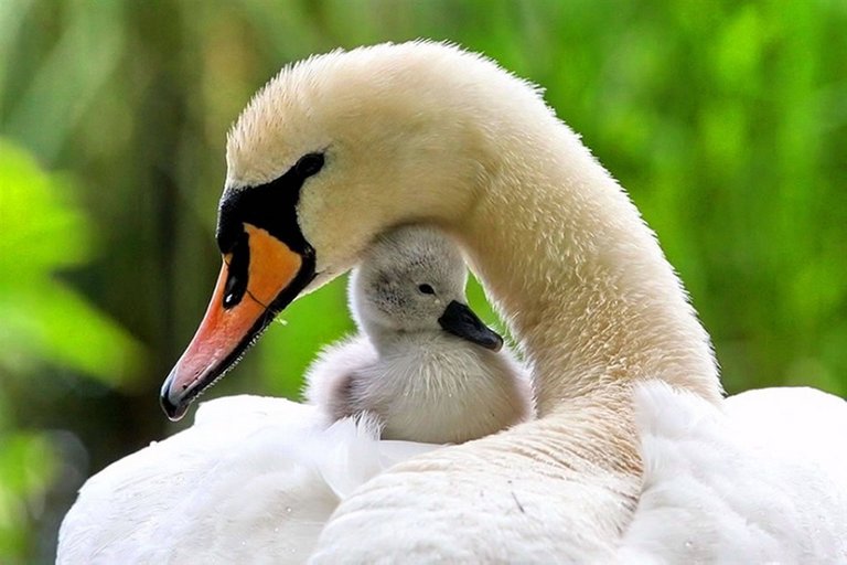 25Moma-swan-and-baby.jpg