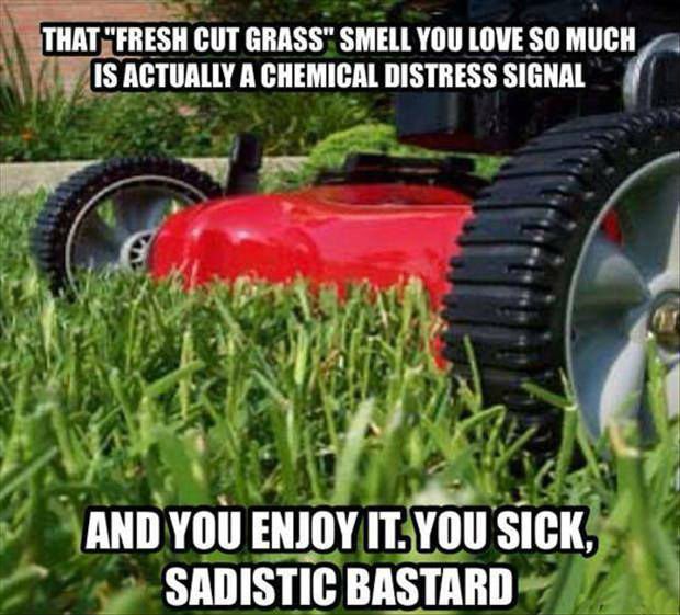 grass.jpg