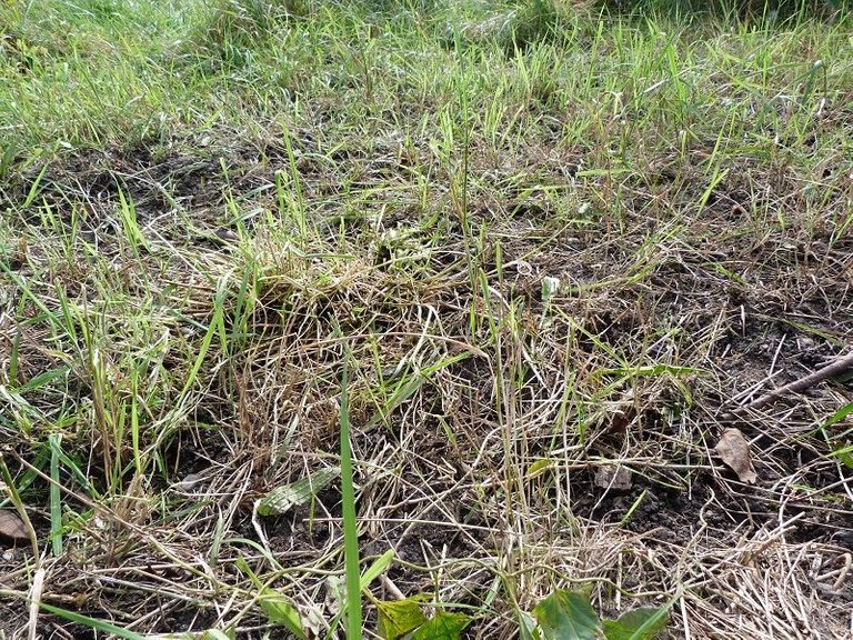 bare patches and rank grass.jpg