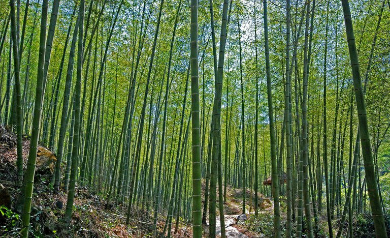 bamboo-poles-3.jpg