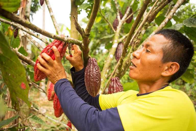 3_Ecuador_Cocoa__042416_01104-1.jpg