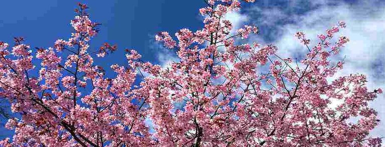 Cherry Blossom.jpg