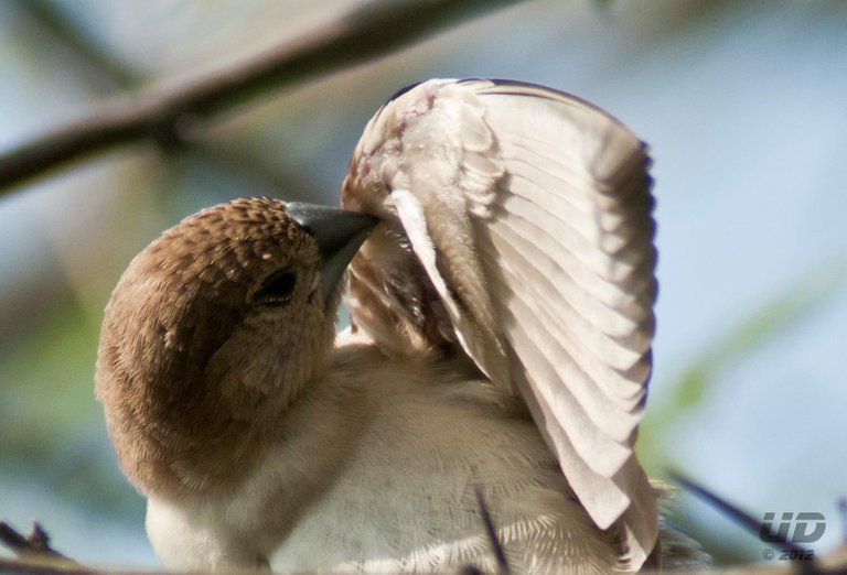 munia 2.jpg