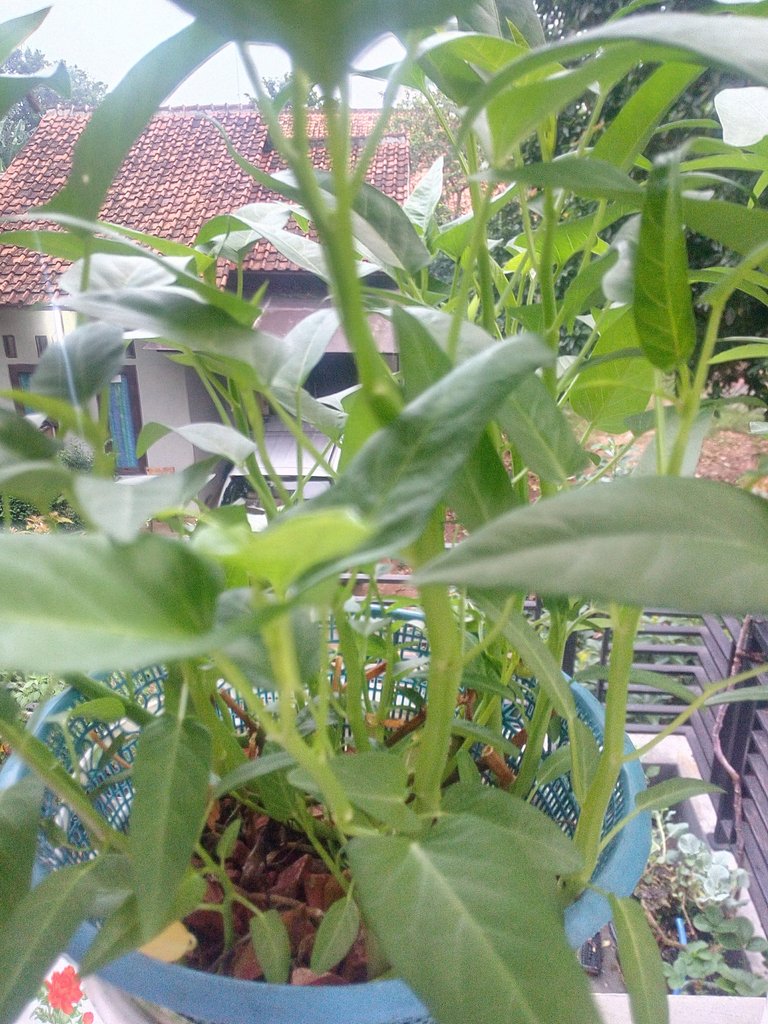 IMG_20180504_061131.jpg