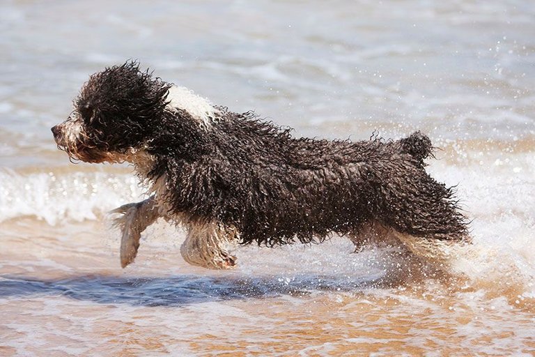 spanish water dog running in surf.jpg