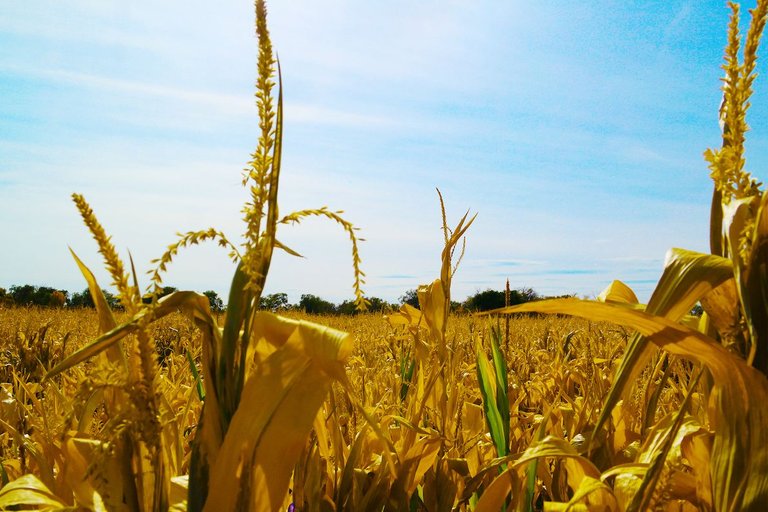 Corn Maze 2 - Posted 50.jpg