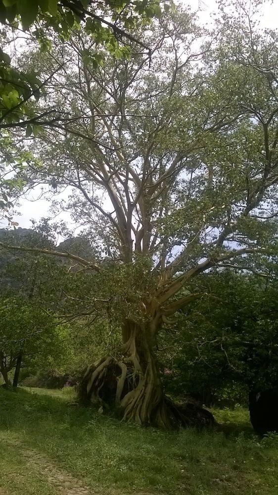 tepoztlan april 2016 b.jpg