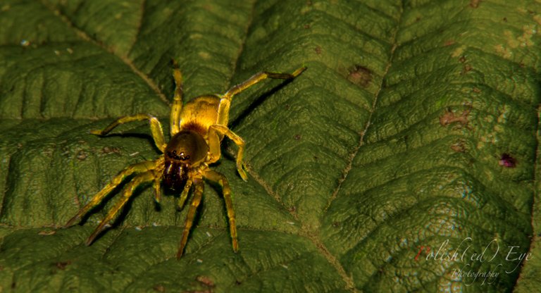 spider on leaf copy.jpg