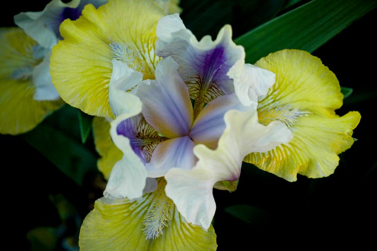 iris4_brighter.jpg