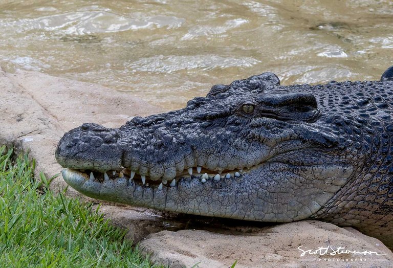 Saltwater Crocodile-1.jpg