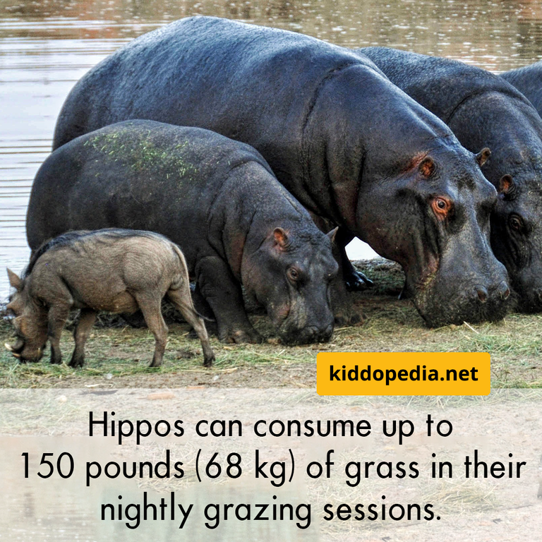 9 Hippopotamus.png