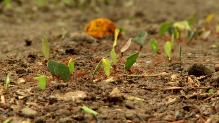 100690476-ant-trail-diligence-forest-soil-costa-rica.jpg