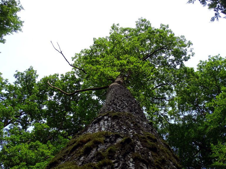 Riesen Baum von Unten in die grüne Baumkrone.jpg