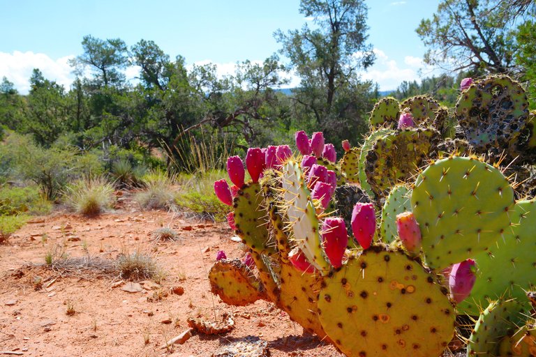 Sedona-11---Cactus-Fruit - Post.jpg