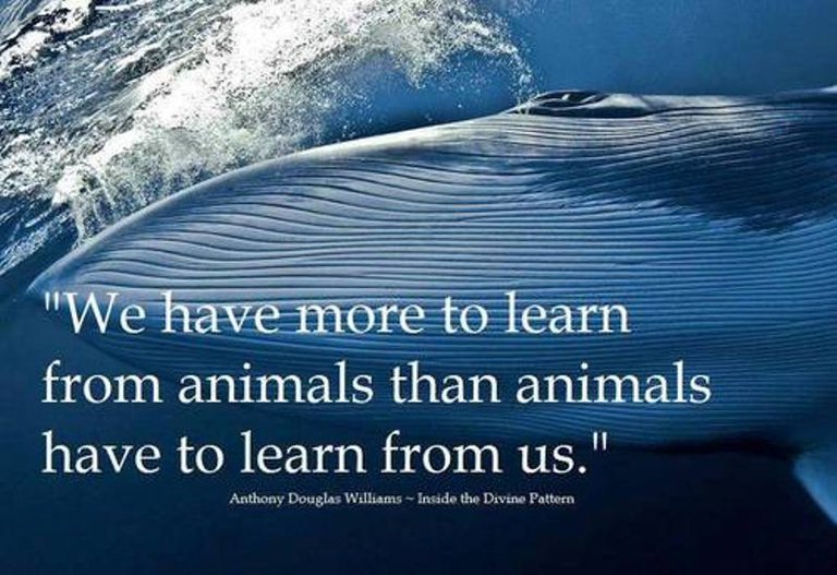 We-have-more-to-learn-from-animals-than-animals-have-to-learn-from-us.jpg