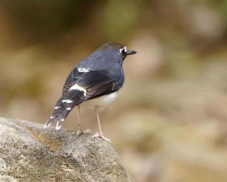 750px-Sunda_Forktail_(Enicurus_velatus)_-_Flickr_-_Lip_Kee.jpg