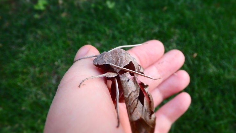 Wine-Colored Moth -3.JPG