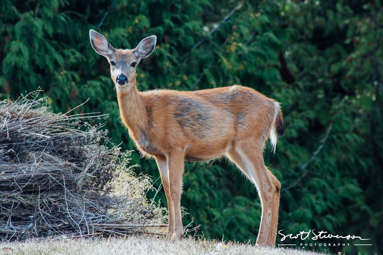 Whitetailed Deer-2.jpg