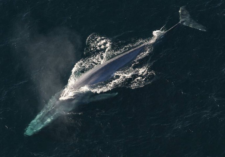 blue-whale-back.jpg.860x0_q70_crop-smart.jpg