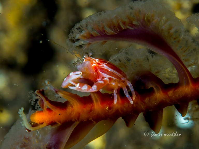 crab on sea pen (1 of 1).jpg