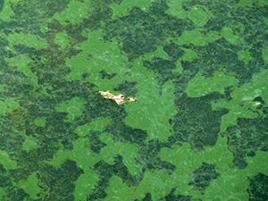 800px-Cyanobacteria_032.jpg