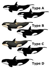 170px-Killer_Whale_Types.jpg