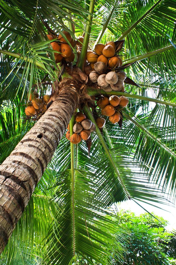 coconut-tree-fruit-23628484.jpg