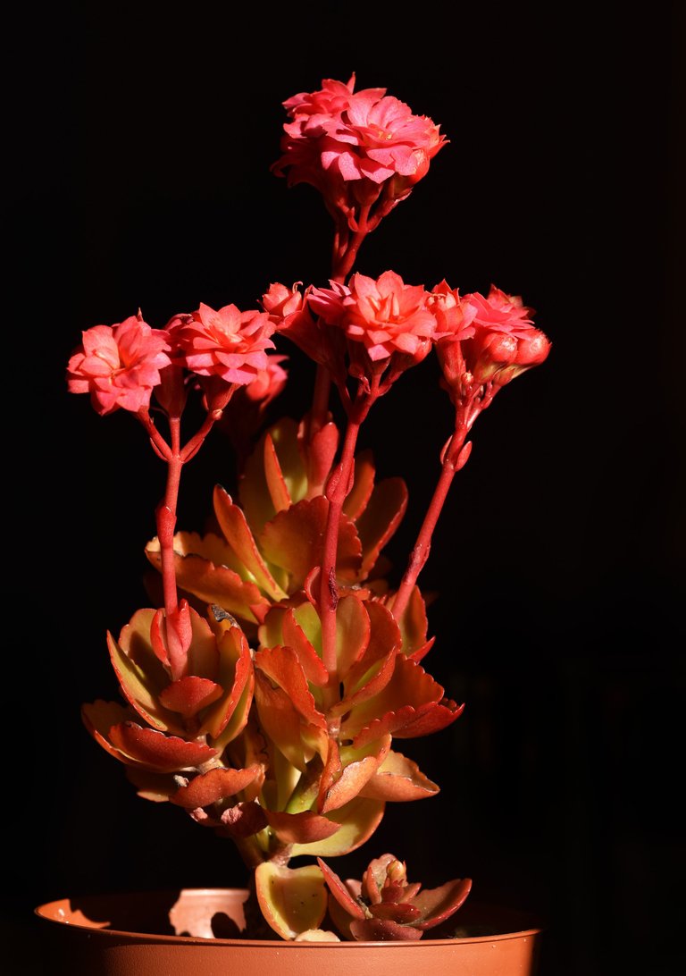 Kalanchoe blossfeldiana pink.jpg