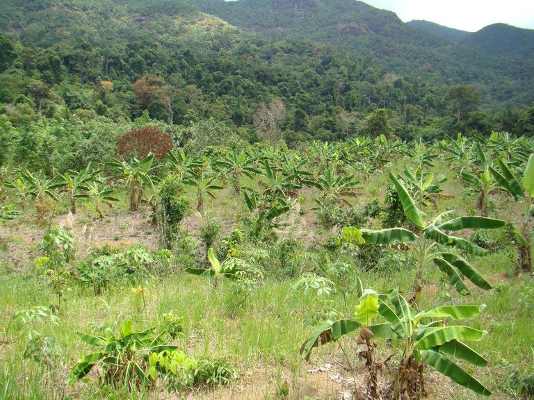 bananen_plantage_koh_chang.jpg