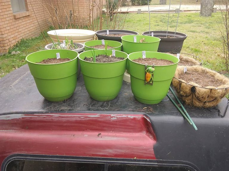 garden sprouts rooftop garden planted.jpg