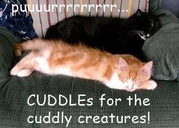 kitty-cuddles.jpg