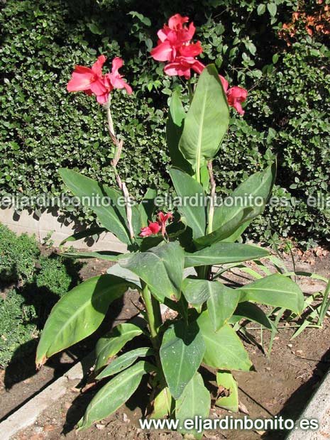 cana-india-canna-edulis-01.jpg