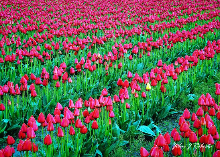 TULIPS RED AND YELLOW.jpg