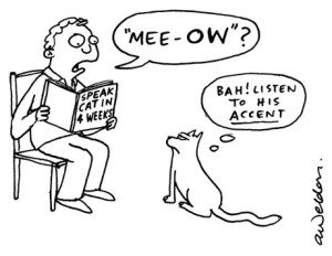 Accent-Cat.jpg