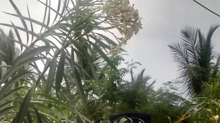 nature2vjg.jpg