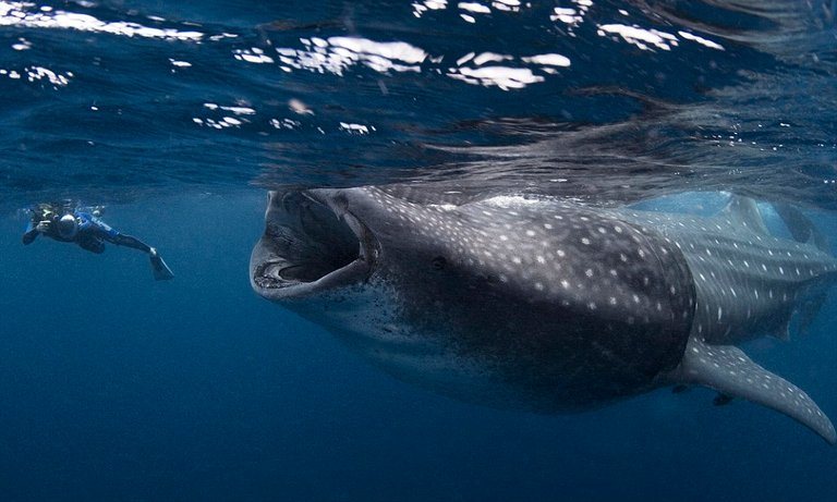 whale shark mouth.jpg