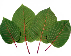 Kratom leaves_static_block.png